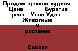 Продам щенков пуделя › Цена ­ 7 000 - Бурятия респ., Улан-Удэ г. Животные и растения » Собаки   